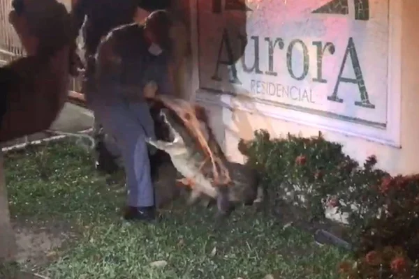 Bombeiro quase é atacado por jacaré