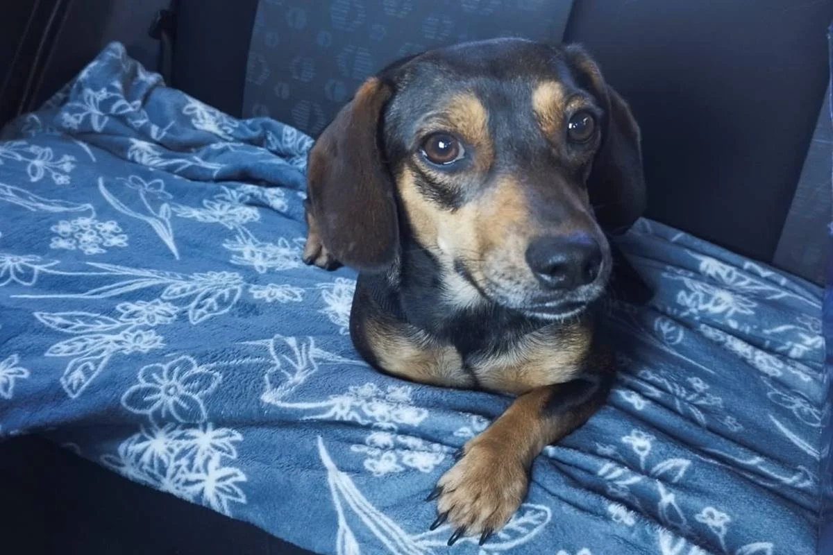 Sem raça definida, tem características semelhantes às da raça Dachshund, conhecidos como "salsicha" Sem raça definida, tem características semelhantes às da raça Dachshund, conhecidos como "salsicha"