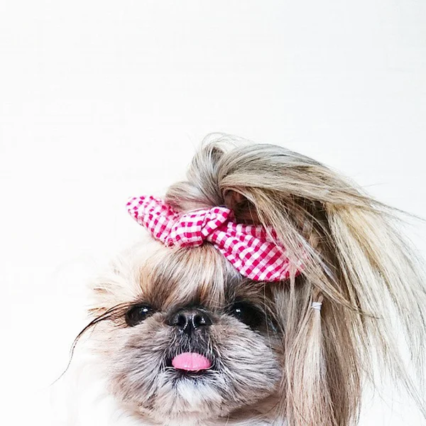 Cachorrinha vira-lata muda de penteado todo dia e faz sucesso no Instagram