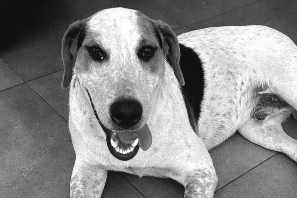 Cão comunitário Abacate