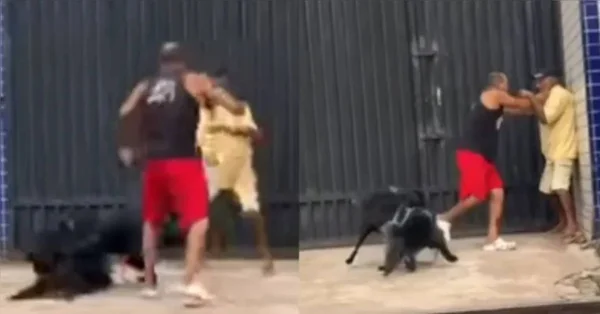 imagem colorida tutores e caes brigam no meio da rua