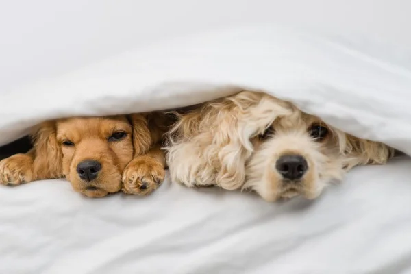 Cachorro com frio