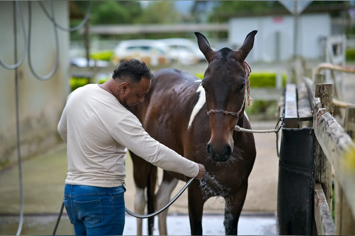 Cavalos e éguas recebem tratamento especializado antes de serem adotados Cavalos e éguas recebem tratamento especializado antes de serem adotados