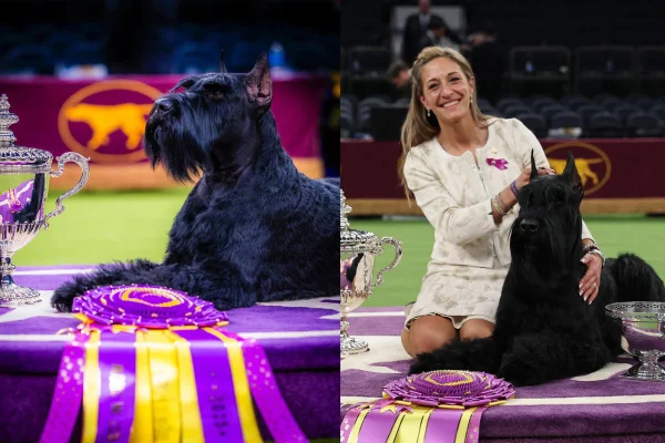 Montagem de duas imagens coloridas de cachorro vencedor e tutora