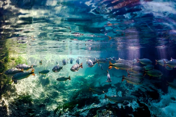 lagoa cheia de peixes