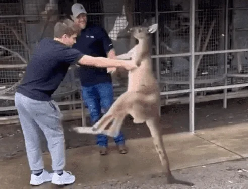 Vídeo: canguru “briga” com turistas em parque na Austrália