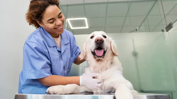 Colesterol elevado em cães e gatos pode ser sinal de doenças ocultas