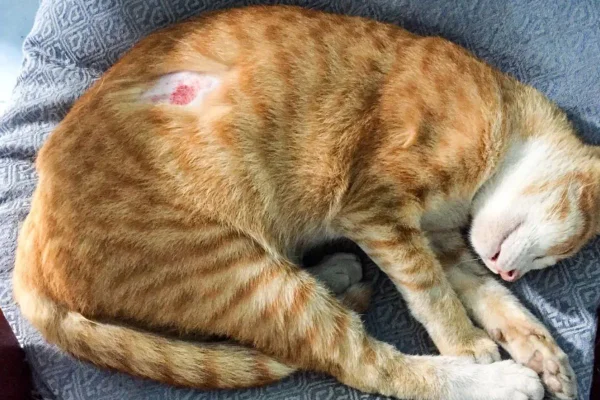 Gato