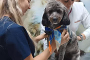 Cadela do casal recebeu cuidados veterinários