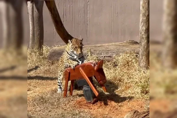 Vídeo: onça-pintada do Zoo é presenteada com cavalinho de balanço