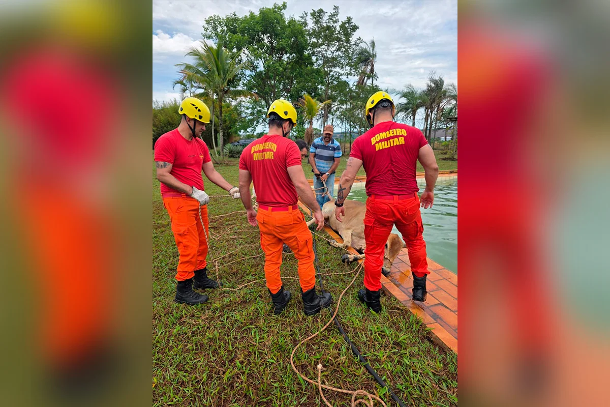 Para realizar o salvamento, os bombeiros empregaram técnicas e equipamentos específicos de salvamento terrestre Para realizar o salvamento, os bombeiros empregaram técnicas e equipamentos específicos de salvamento terrestre