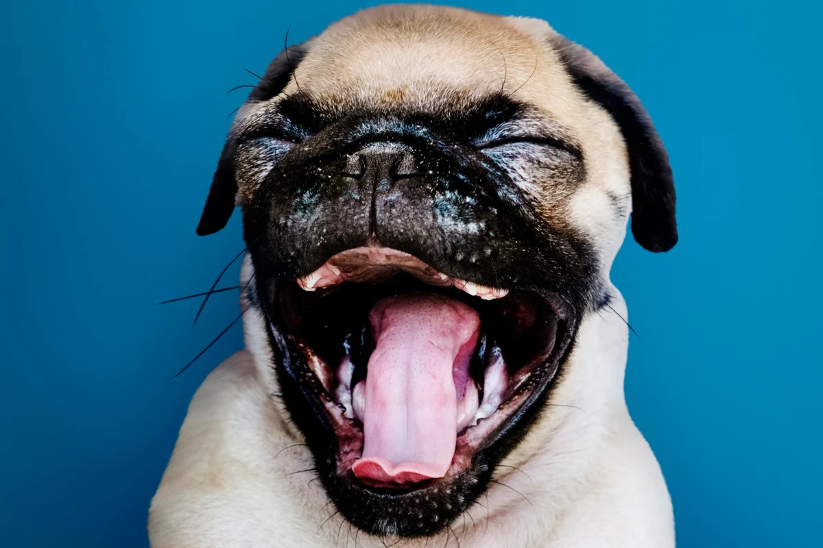 Seu cachorro pisca os olhos para se comunicar com você, sugere estudo