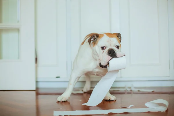 Imagem colorida de cachorro comendo papel higienico - Metrópoles
