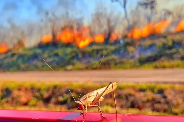 Vídeo: grande incêndio florestal ameaça Parque Nacional de Brasília