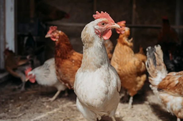 Foto colorida de frango em granja - Metrópoles