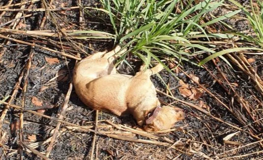 Homem mata cachorro a socos e pauladas após animal atacar galinhas