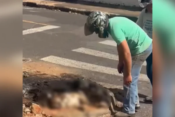 Homem é preso após incendiar cadela viva para atingir ex em MG