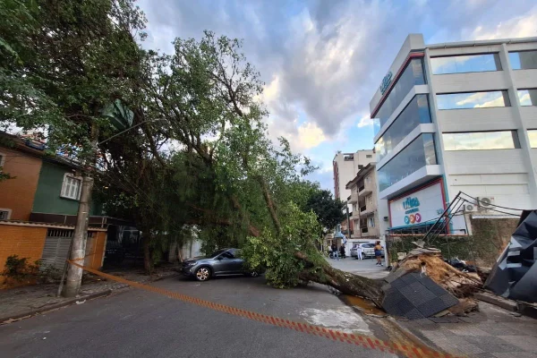 Imagem colorida mostra árvore caída após vendaval em Santos, sob efeito de ciclone. Metrópoles