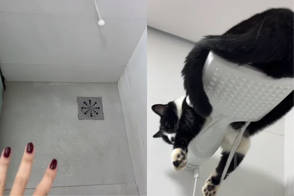 Gato viraliza ao escolher chuveiro como lugar favorito para descansar