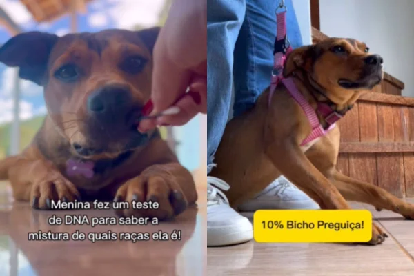 Foto colorida de um cachorro - Metrópoles