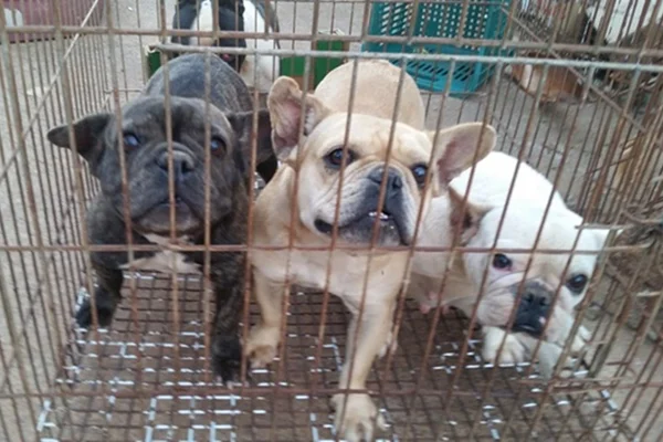 Com repressão no DF, canis clandestinos migram para o Entorno
