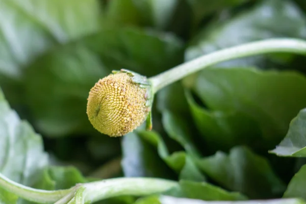 Imagem mostra flor de jambu, que é amarela e redonda - Metrópoles