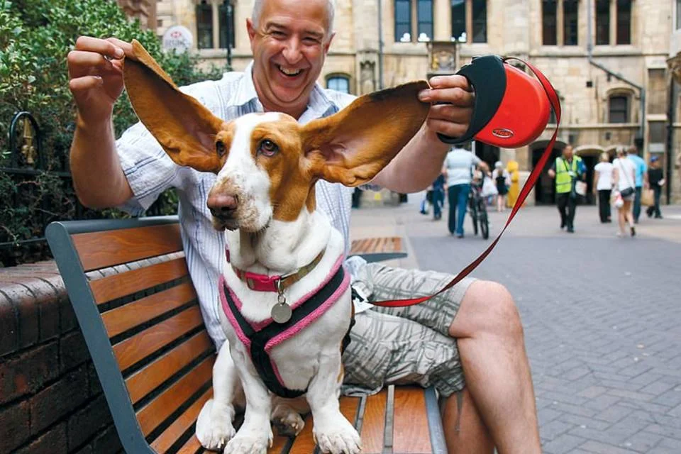 Esse cachorrinho pode ser facilmente confundido com o Dumbo, devido ao tamanho das orelhas Esse cachorrinho pode ser facilmente confundido com o Dumbo, devido ao tamanho das orelhas