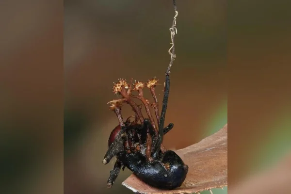 A nova espécie, Pleurocordyceps cornusynnemata – assim denominada devido às suas estruturas em forma de chifre bastante distintas – é mostrada crescendo em uma formiga morta, que se alimenta do fungo invasor original. Metrópoles