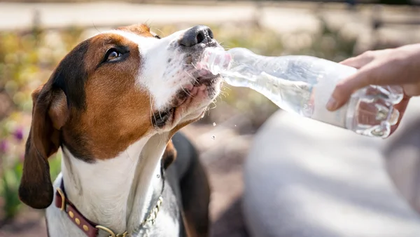 cachorro bebendo agua em garrafa pet