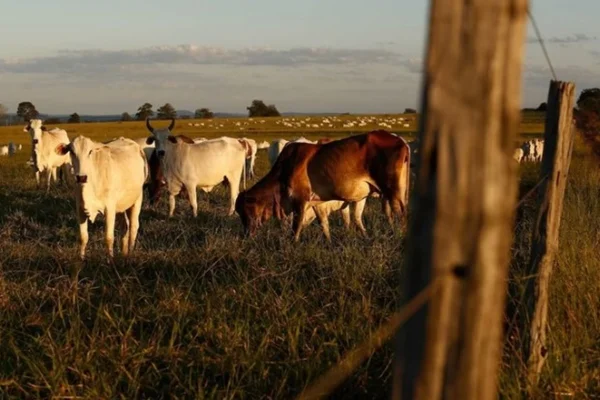 Vacas - Metrópoles