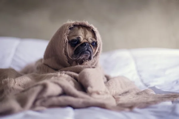 Cachorro com cobertos pets é o bicho