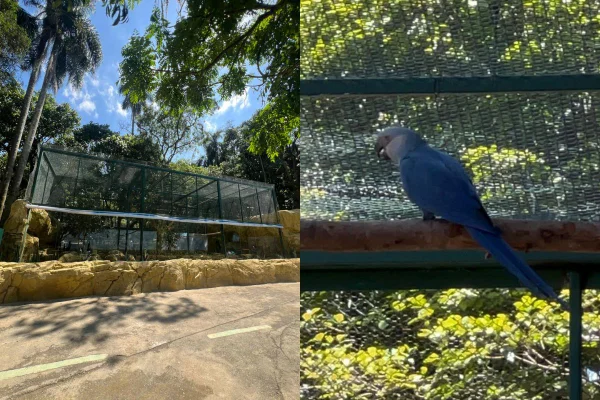 Inauguração do recinto da ararinha-azul, no Zoológico de São Paulo, contou com a presença do cineasta Carlos Saldanha, diretor do filme Rio - Metrópoles