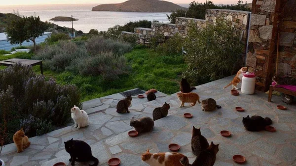 ilha de gatos