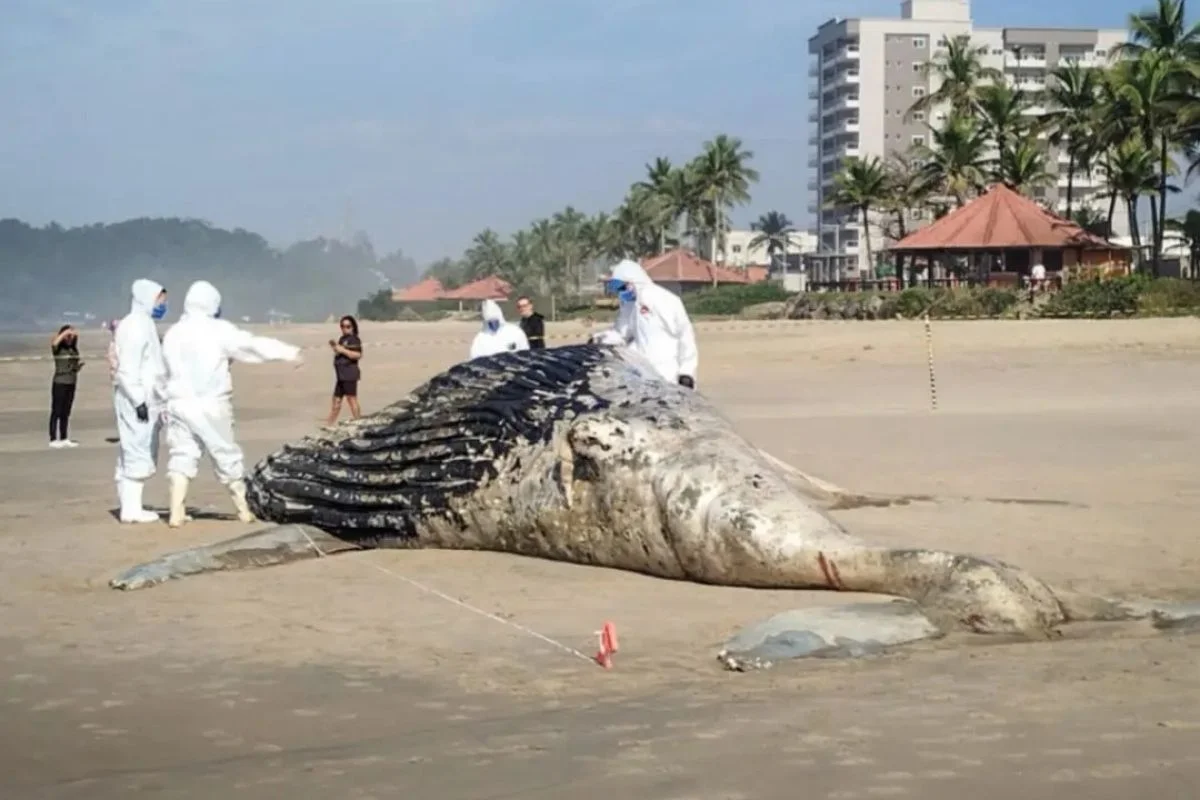 Baleia-jubarte encalhada em praia de Itanhaém Baleia-jubarte encalhada em praia de Itanhaém