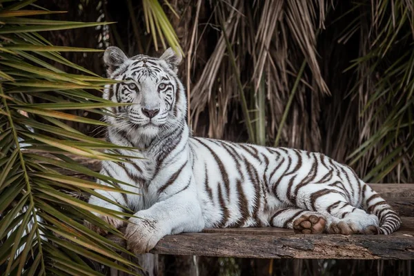 Tigre branco do zoo de Brasília, Dandy morreu por insuficiência renal