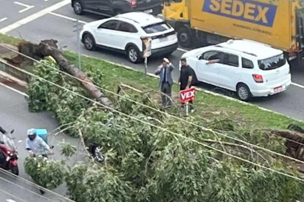 Corpo de Bombeiros recebeu mais de 500 chamados para queda de árvores. Carros, ônibus e vias ficaram bloqueados após a ventania - Metrópoles