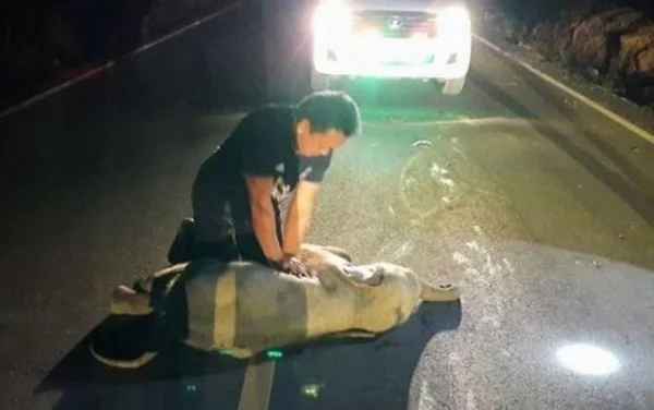 Bebê elefante é reanimado após acidente de moto