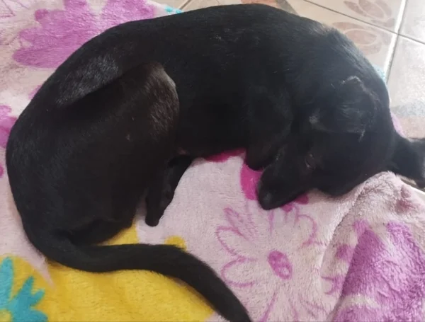 foto colorida de cachorra preta atropelada e abandonada por motorista em Rosana, interior de SP - Metrópoles