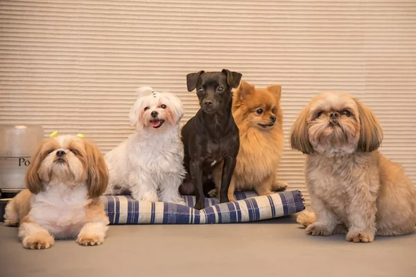 Veja quatro dicas para limpar os ambientes sem agredir a saúde dos pets