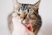 Nem todos os gatos apreciam ser acariciados Nem todos os gatos apreciam ser acariciados