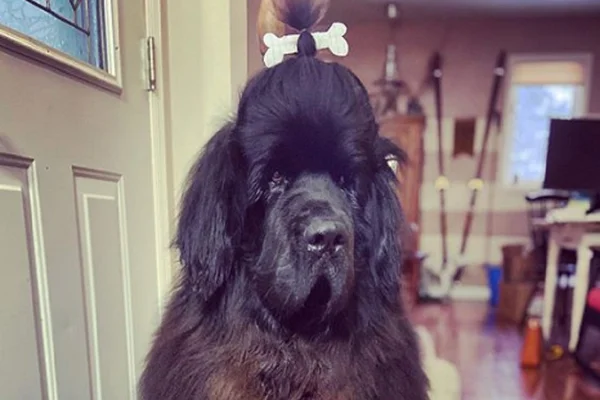 cachorro com penteado