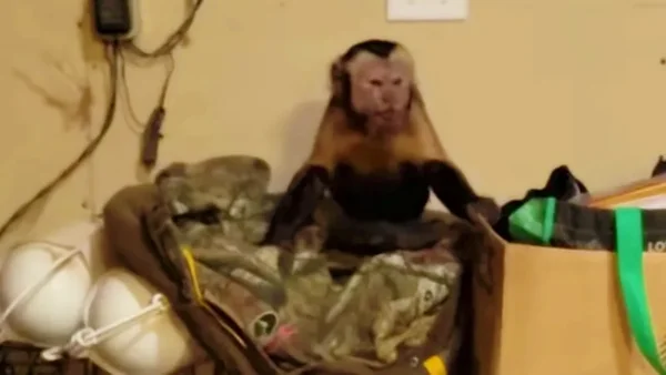 Foto colorida de macaco-prego que estava na garagem de mulher nos EUA