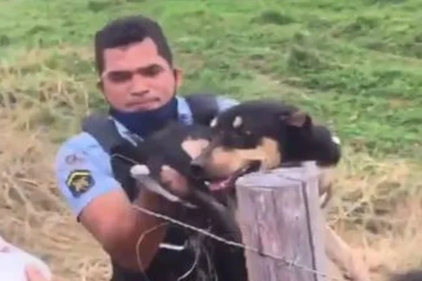 Vídeo: cadela é resgatada após ser amarrada e arrastada por motocicleta