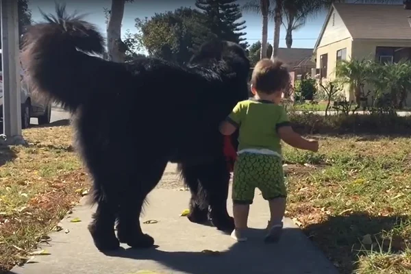 Melhores amigos! Bebê leva chow-chow para passear e ganha a web
