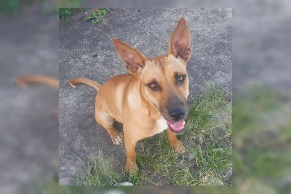cadela agredida, morta e queimada em colchão em Minas Gerais