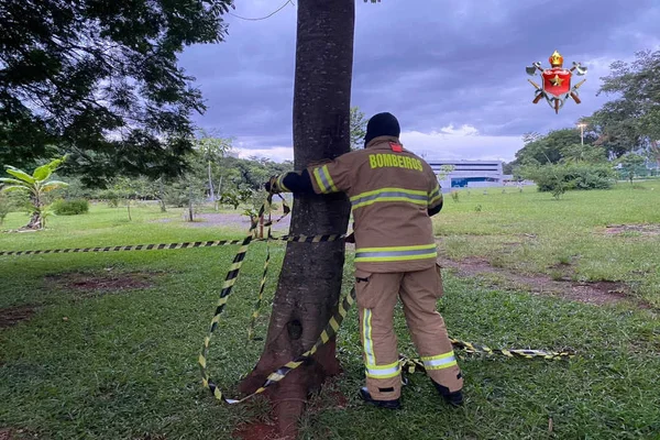 bombeiro amarra faixa amarela em árvore