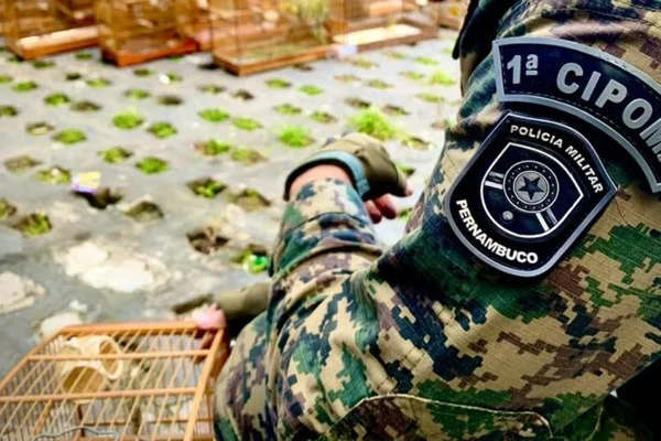 Foto colorida de aves apreendidas pela Polícia Militar de Pernambuco - Metrópoles