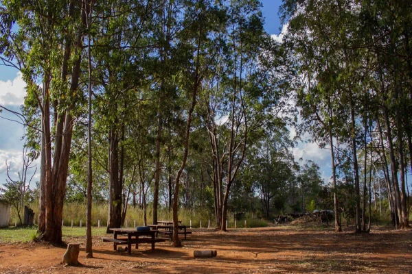 Imagem de árvores na Flona de Brasília