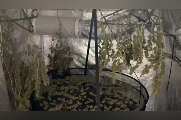 Traficante “Breaking Bad” cultivava maconha gourmet em estufas no DF