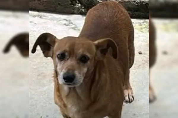 O cachorro atacado por um pitbull conseguiu se salvar e voltou para a casa da família